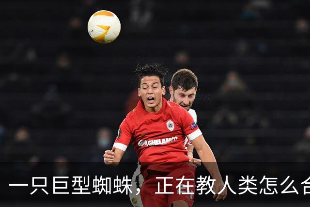 一只巨型蜘蛛，正在教人类怎么合作
